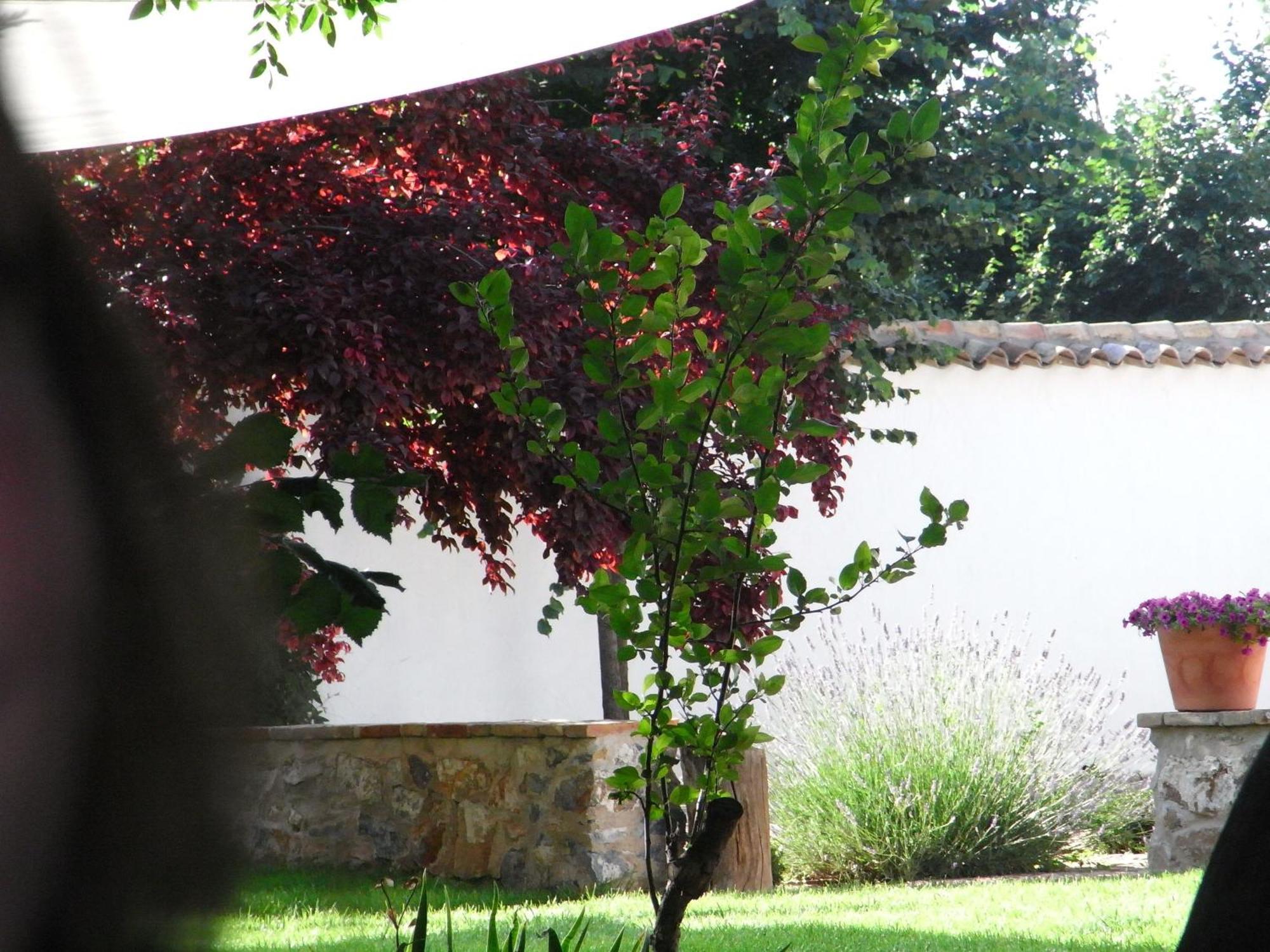 Casa Rural La Alameda Madridejos Exterior photo
